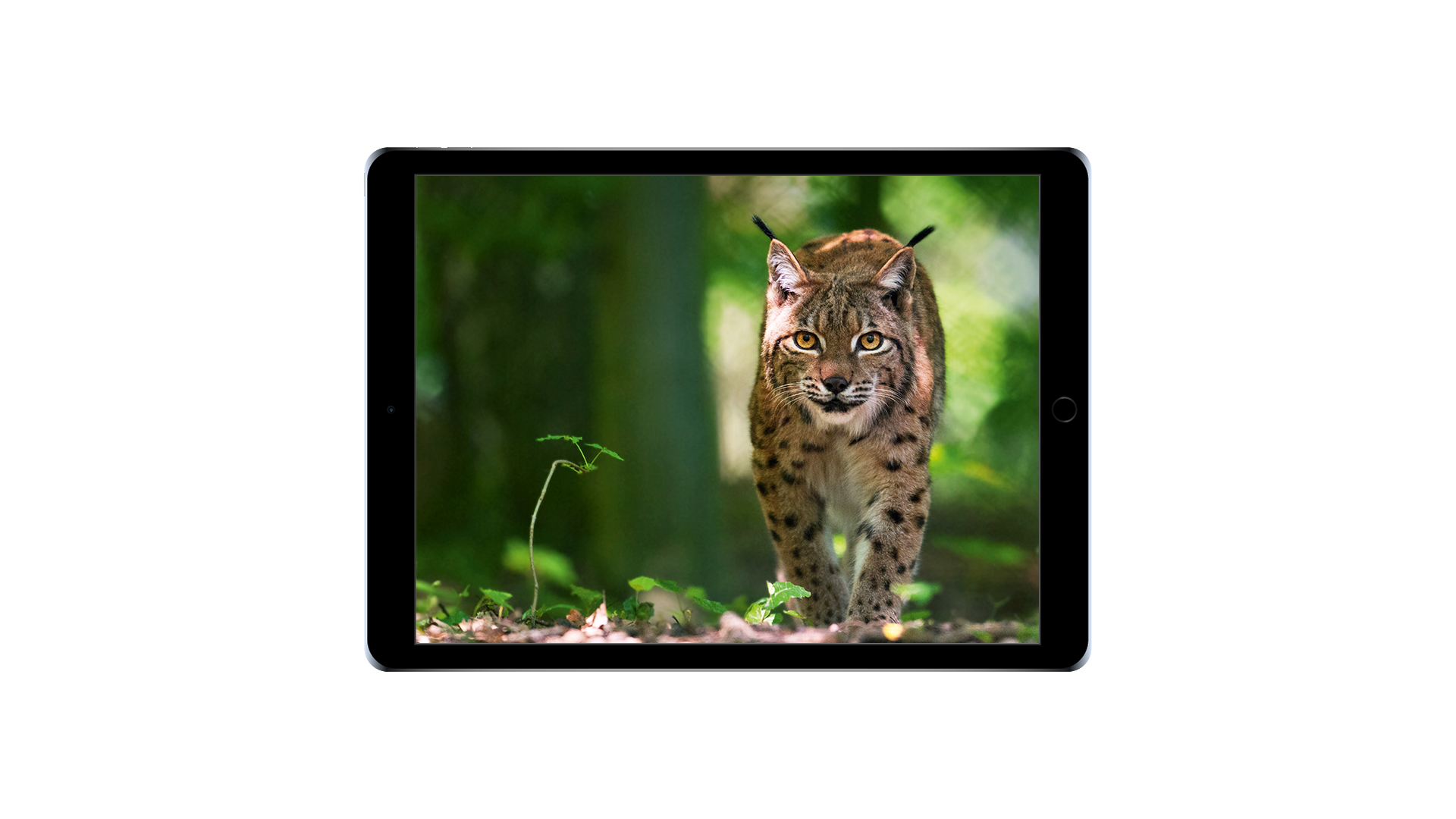 iPad_npsw_2